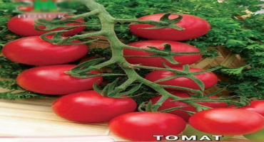 Popis odrůdy rajčat malvina, podmínky pěstování a prevence chorob